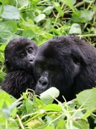 UGANDA TOURS – Discover the Magic of Gorilla Trekking