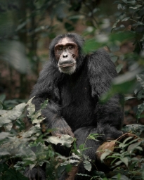 Der ultimative Guide zum Schimpansen-Trekking in Uganda